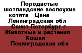 Породистые шотландские веслоухие котята › Цена ­ 2 500 - Ленинградская обл., Санкт-Петербург г. Животные и растения » Кошки   . Ленинградская обл.